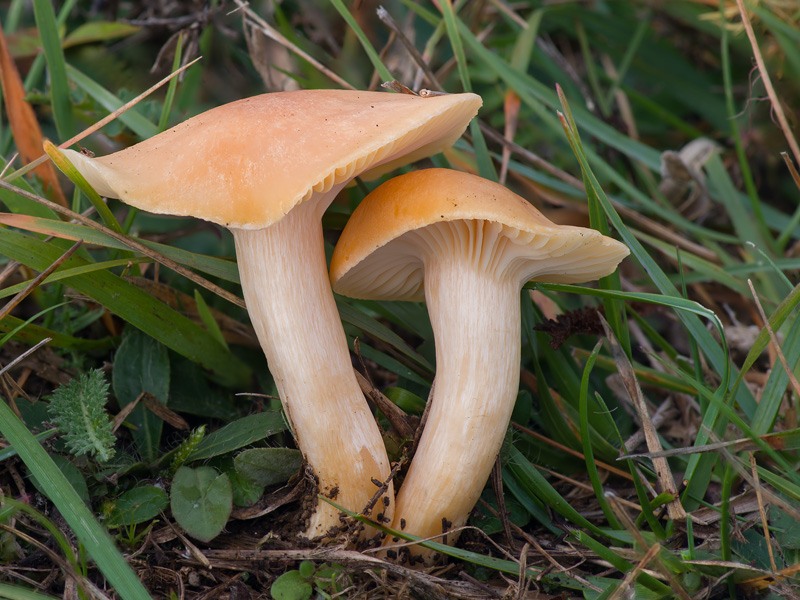 Hygrocybe pratensis